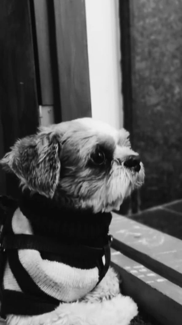 My sister, My dogs #minivlog #vlog #dothingsyoudontwanttodo #love (1080p)