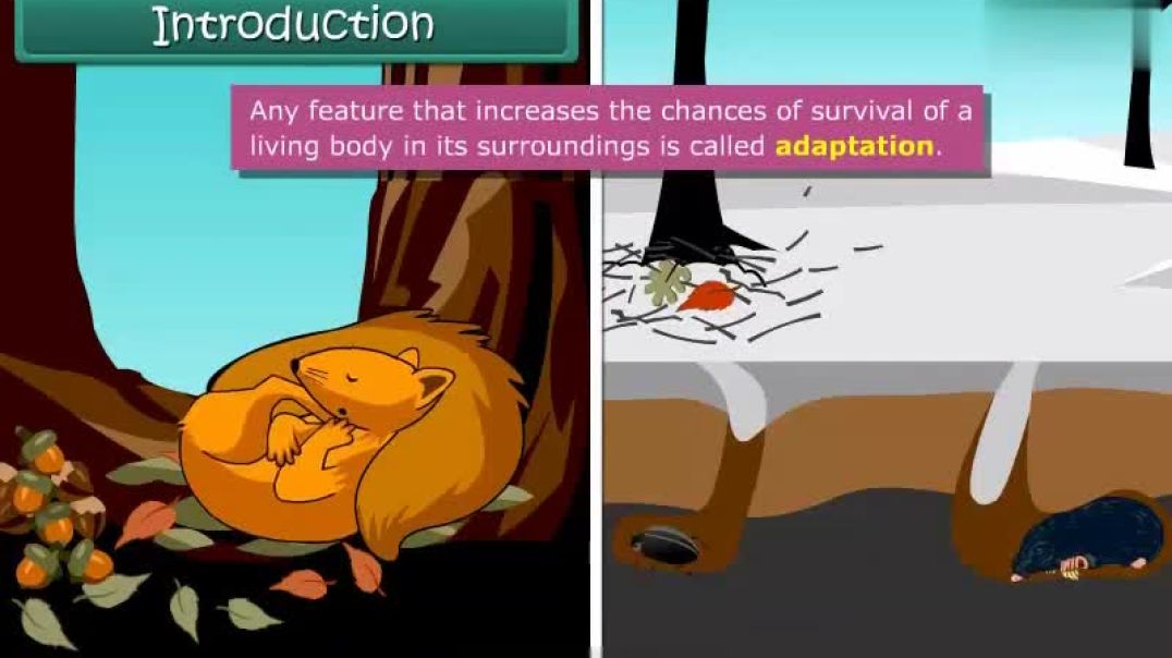 Class 7 English Medium Science Animated video of Adaptions of Animals to Climate