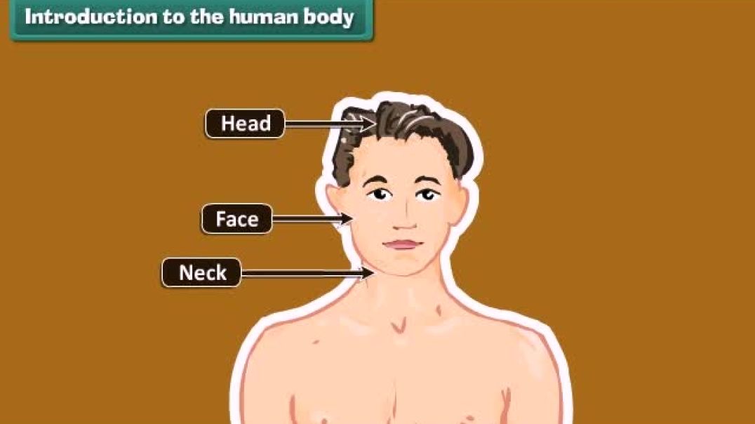 Class 1 English Medium EVS Animated video of  The Human Body