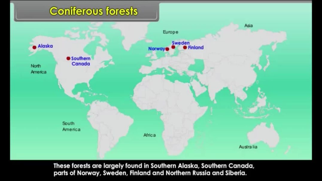 Class 7 English Medium Social Science Animated video of Natural Vegetation and Wildlife
