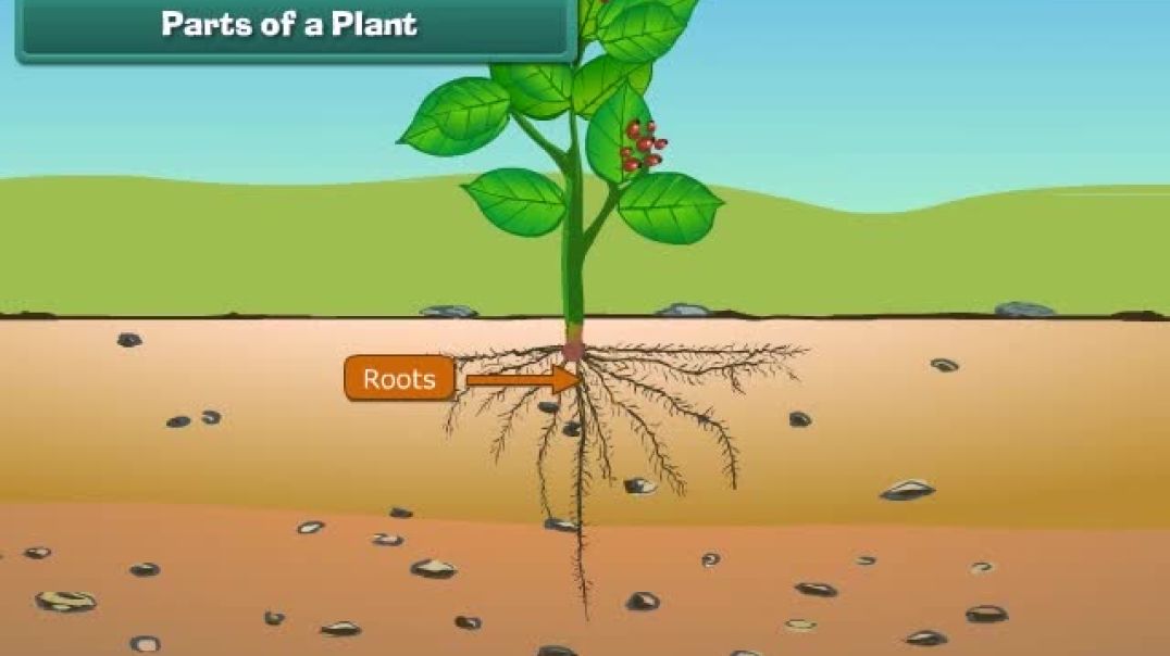 Class 1 English Medium EVS Animated video of Plant Life