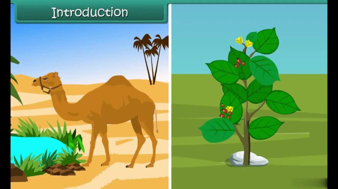 Class 7 English Medium Science Animated video of Fibre to fabric Wool