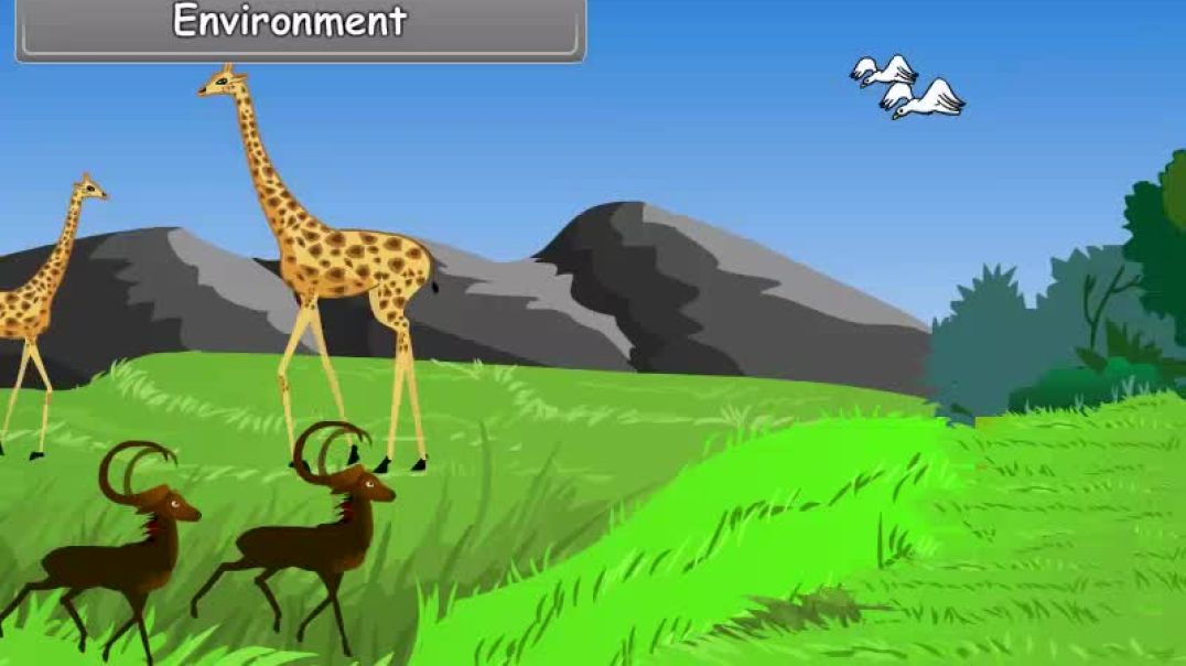 Class 7 English Medium Social Science Animated video of Environment