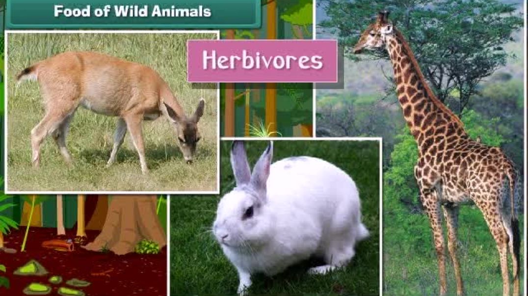 Class 1 English Medium EVS Animated video Animal Life