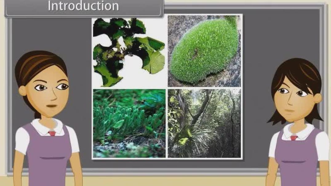Class 11 th English Mediam Biology Animated video of Plant Kingdom-I-32