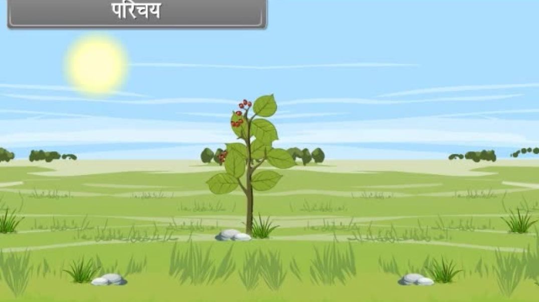 Class 11th hindhi Mediam Biology Animated video of Photosynthesis in Higher Plants