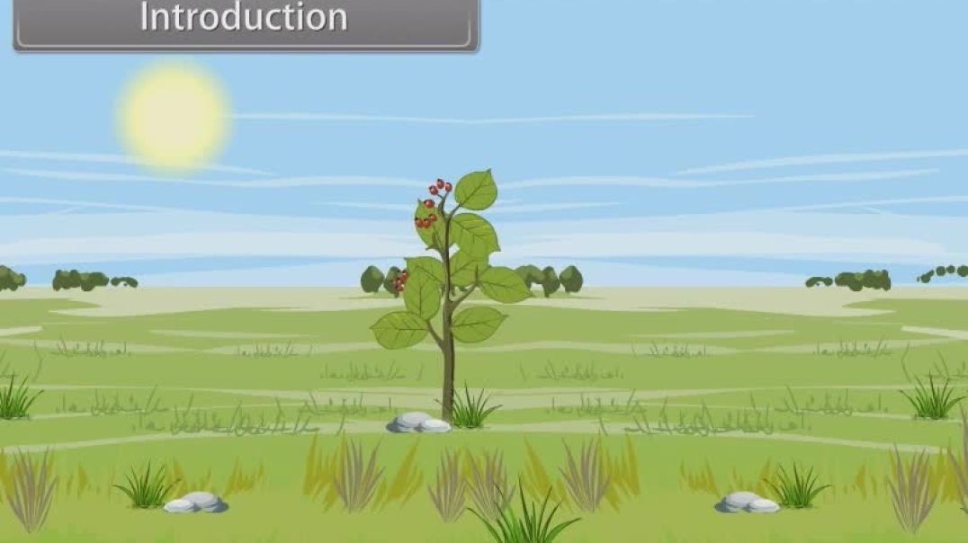 Class 11 th English Mediam Biology Animated video of Mineral Nutrition-22