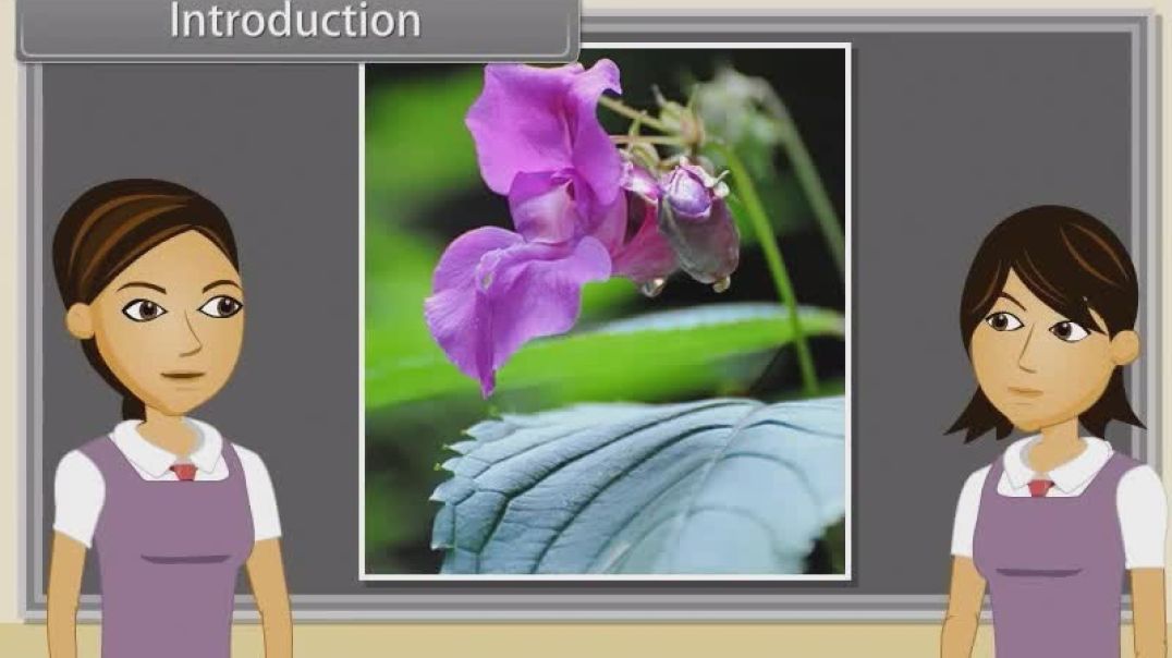 Class 11 th English Mediam Biology Animated video of Morphology Of Flowering Plants-Inflorescence-25
