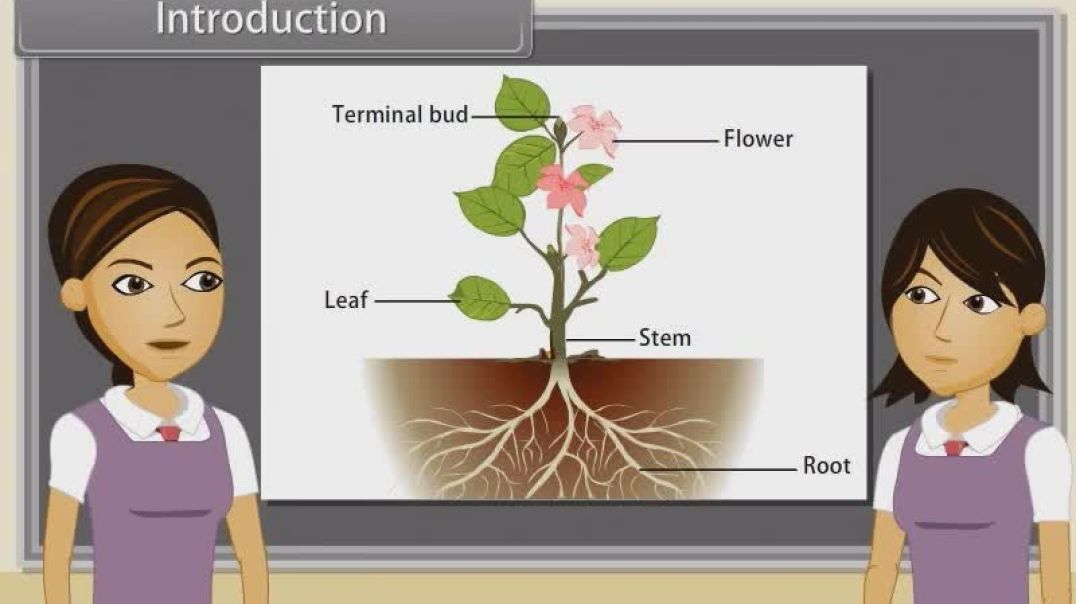 Class 11 th English Mediam Biology Animated video of Morphology Of Flowering Plants-Leaves-26