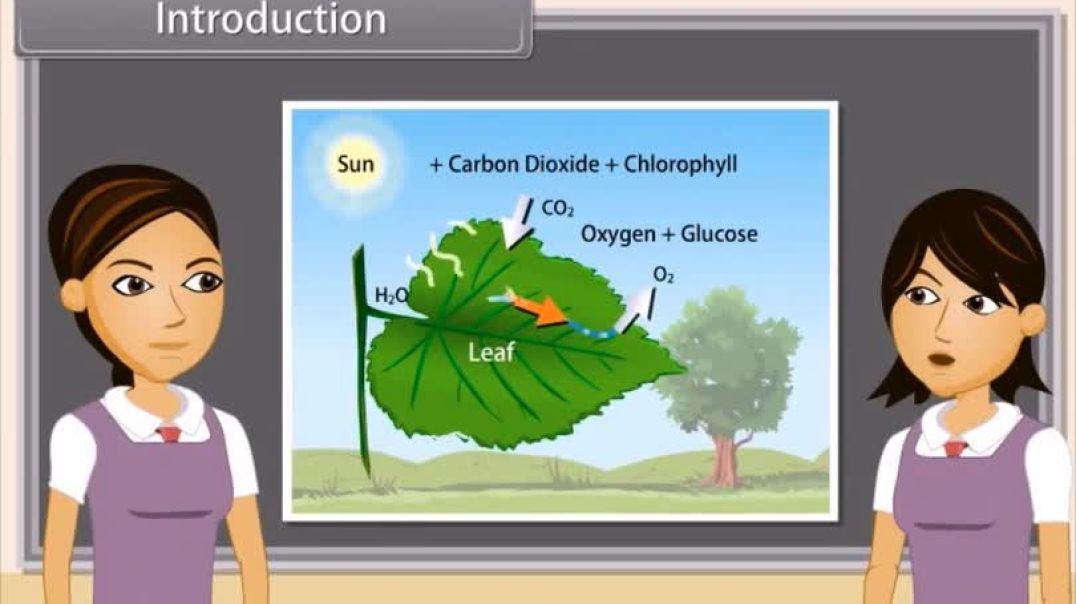 Class 10th_Hindhi Mediam biology Animated video Of Life Processes-Excreation-V