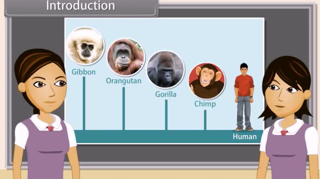 Class 12 th English Mediam Biology Animated video Of Evoloution-II