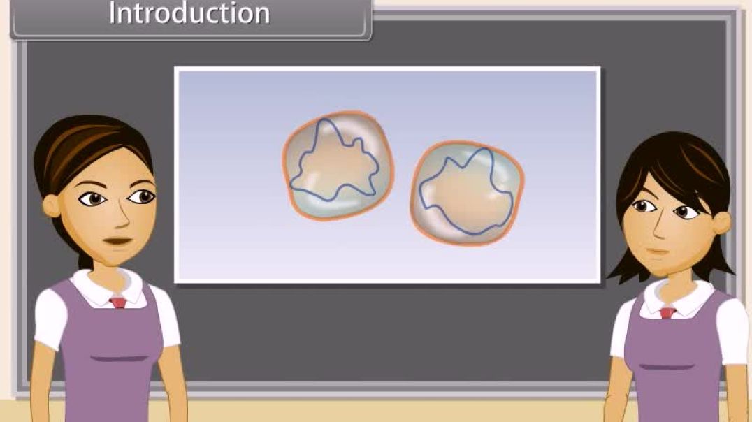 Class 10th_English Mediam  Biology Animated video of How Do Organisms Reproduce-III