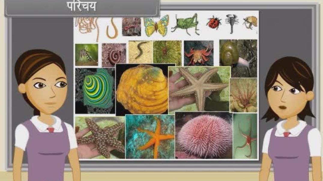Class 11th hindhi Mediam Biology Animated video of Animal Kingdom-III