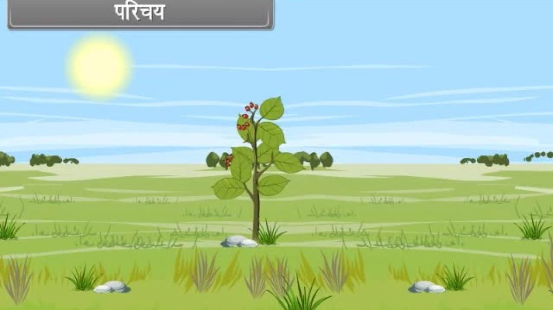 Class 11th hindhi Mediam Biology Animated video of Mineral Nutrition