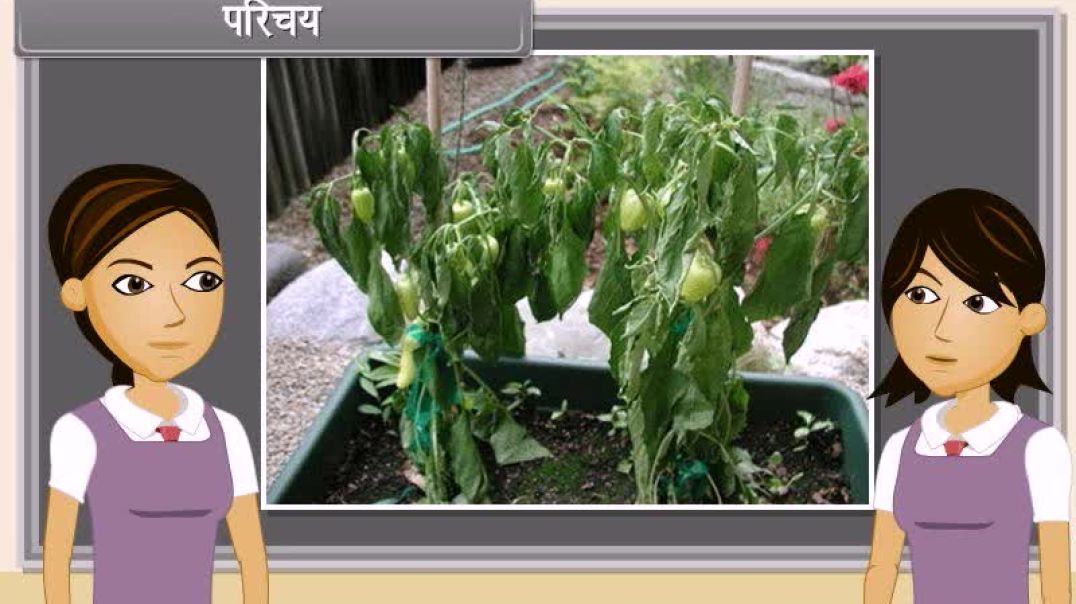 Class 10th_Hindhi Mediam  Biology Animated video of  Life Processes-Transportation-IV