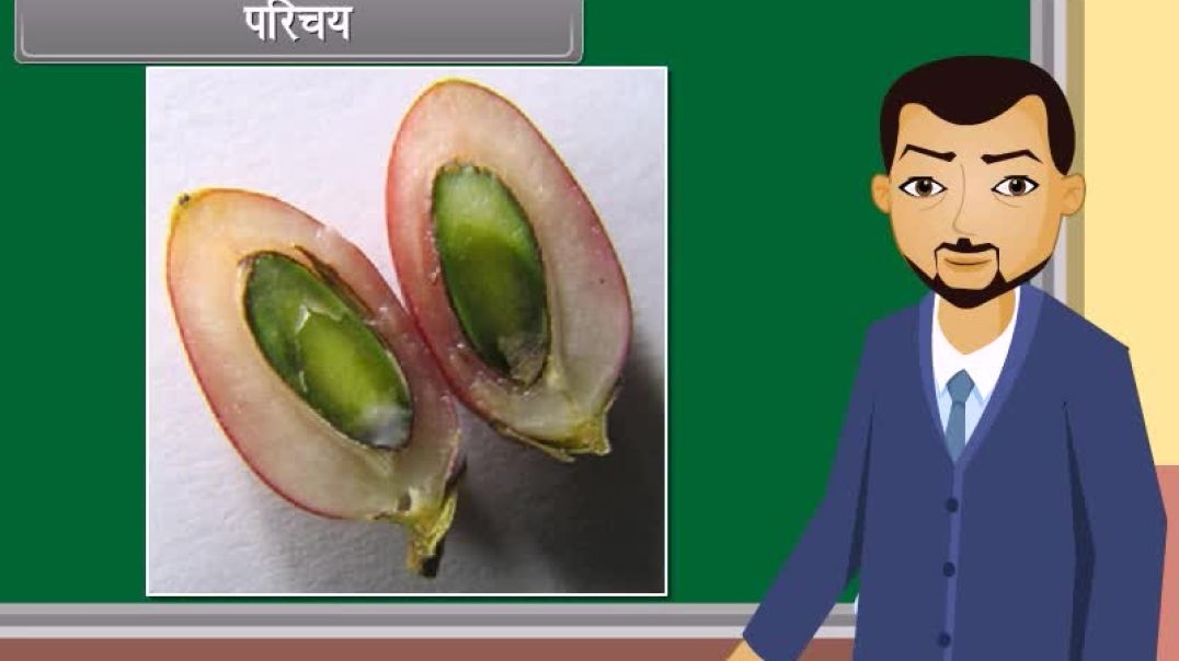 Class 12 th Hindi Medium Biology Animated video Of Sexual Reprodution in Flowering Plants