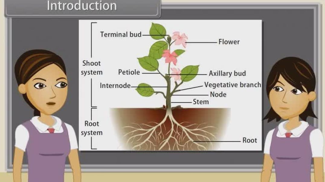 Class 11 th English Mediam Biology Animated video of Morphology Of Flowering Plants-Stem-28