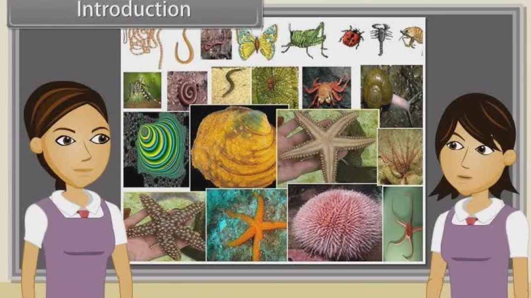Class 11 th English Mediam Biology Animated video of Animal Kingdom-Iii-4