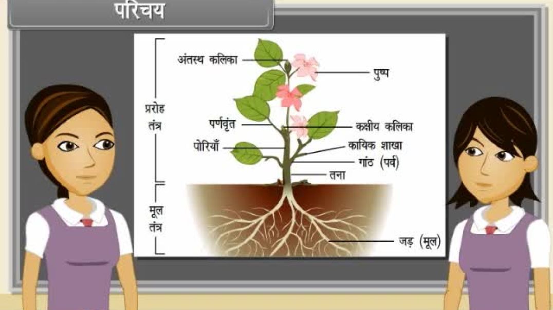 Class 11th hindhi Mediam Biology Animated video of Morphology of Morphology of Flowering Plants-Stem