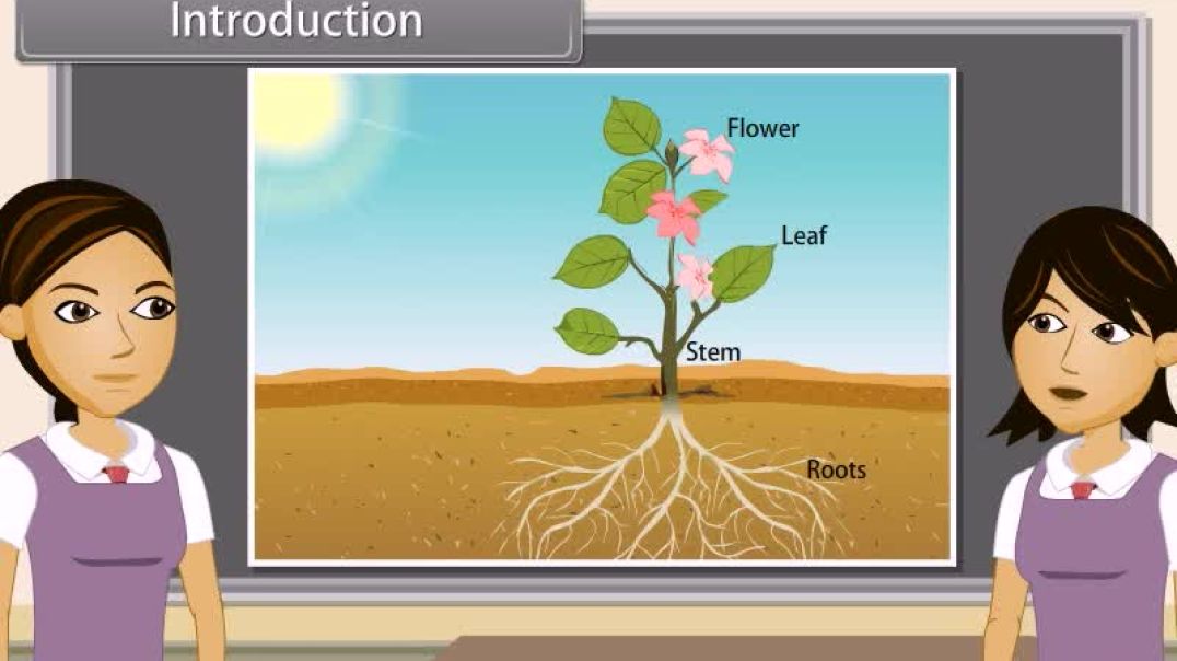 Class 10th_English Mediam  Biology Animated video of Control And Coordination-II