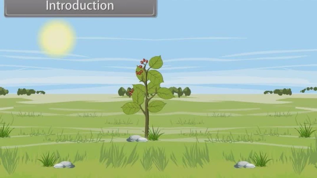 Class 11 th English Mediam Biology Animated video of Photosynthesis In Higher Plants-30