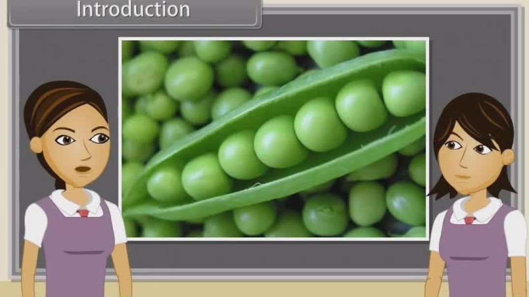 Class 11 th English Mediam Biology Animated video of Morphology Of Flowering Plants-Roots-27